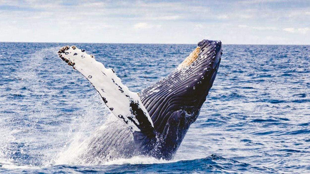 Tikapa-Moana-Wildlife-Cruise-on-Aucklands-hauraki-Gulf-15 | Must Do New Zealand | Must Do New Zealand
