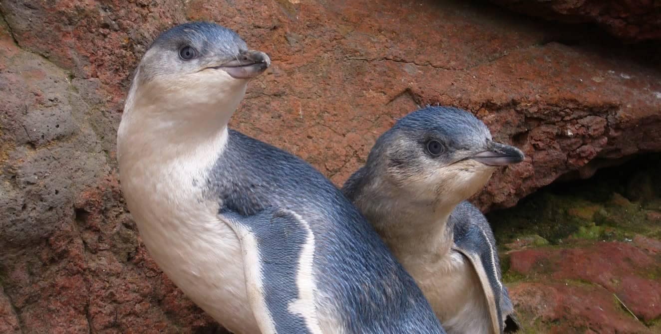pohatu-penguin-tours-akaroa-nature-tours-10 | Must Do New Zealand | Must Do New Zealand