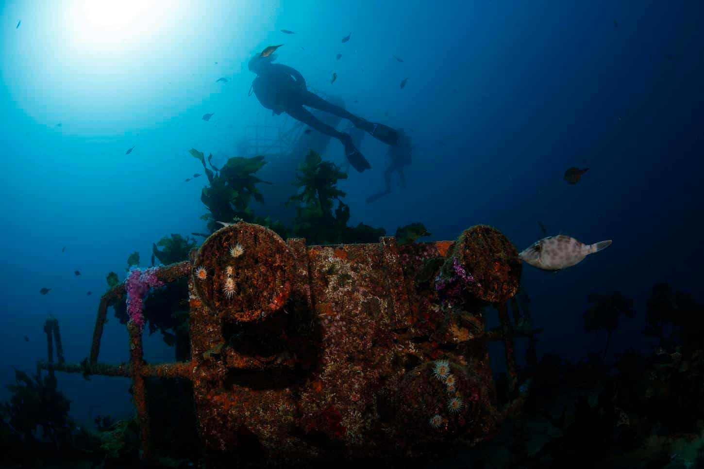 Paihia-Dive-hms-canterbury | Must Do New Zealand | Must Do New Zealand