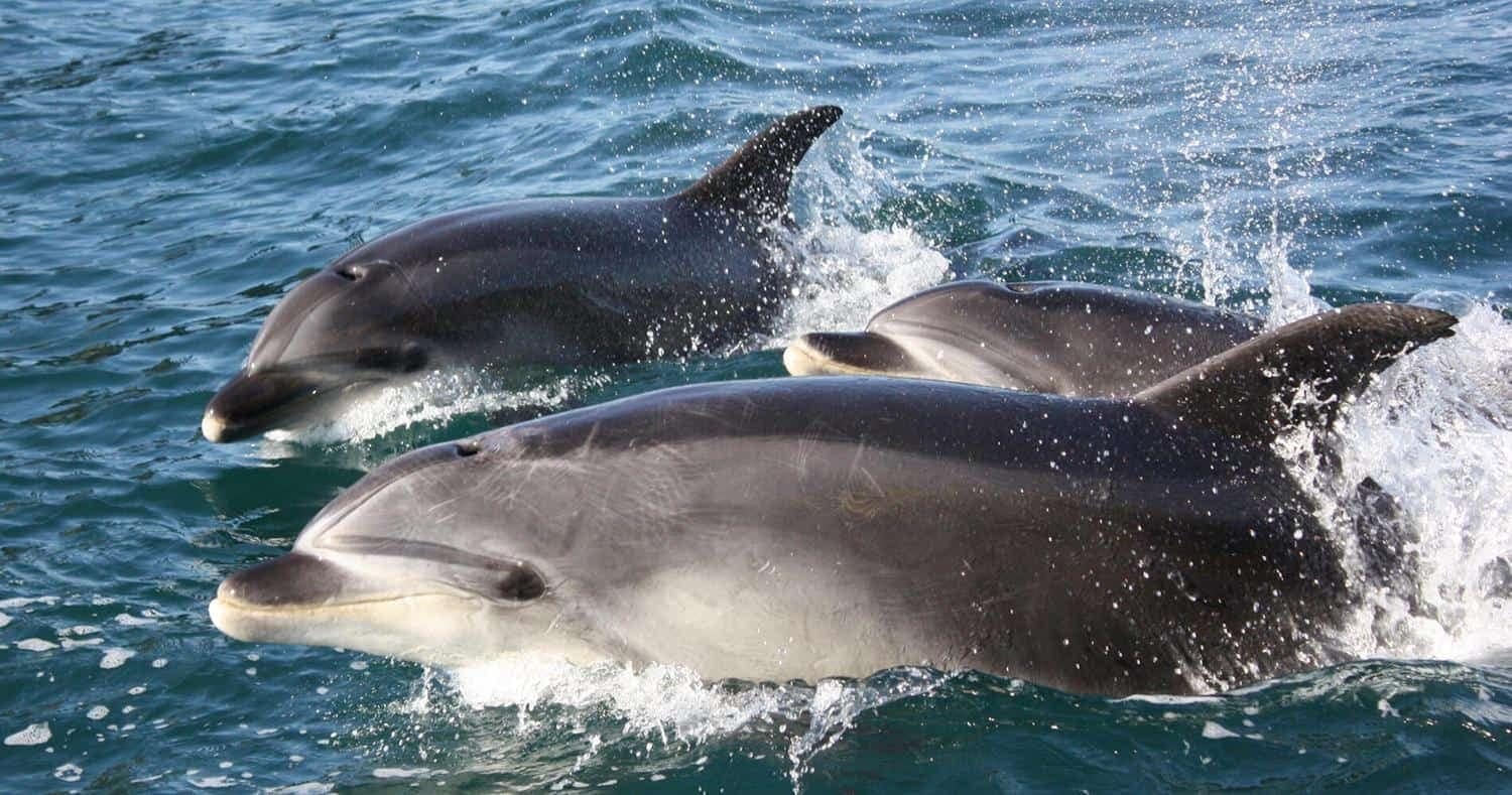 Dolphin-eco-cruises-Bay-of-islands | Must Do New Zealand | Must Do New Zealand