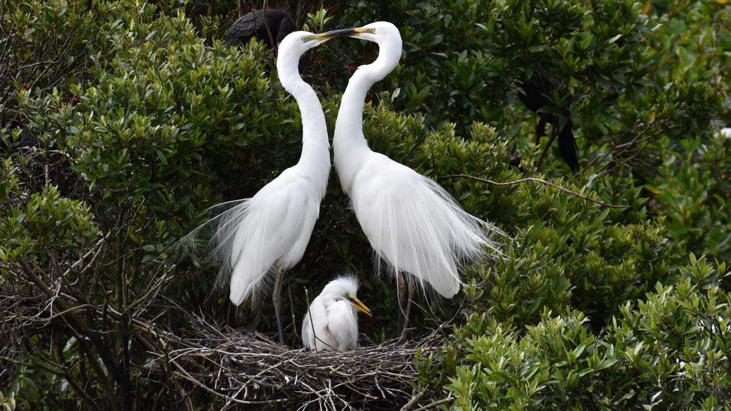 whie-heron-sanctuary-birdwatching-tours-whataroa-19 | Must Do New Zealand | Must Do New Zealand white herons with young chick in nest at the white heron sanctuary, Whataroa