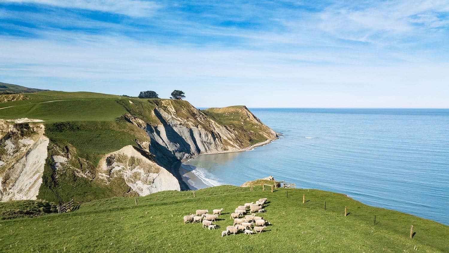 Glenafric sheep coast 2 | Must Do New Zealand | Must Do New Zealand