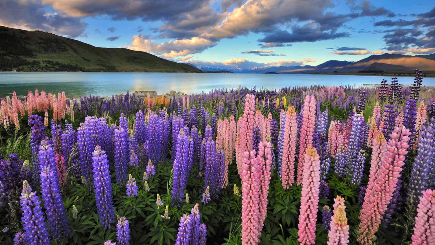 Lupines on the shore of Lake Tekapo | Must Do New Zealand | Must Do New Zealand
