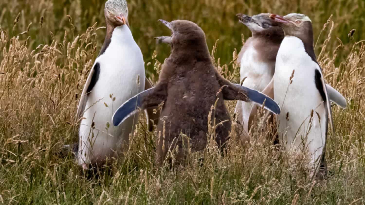clearwater-wildlife-tours-Otago-Peninsula-15 | Must Do New Zealand | Must Do New Zealand