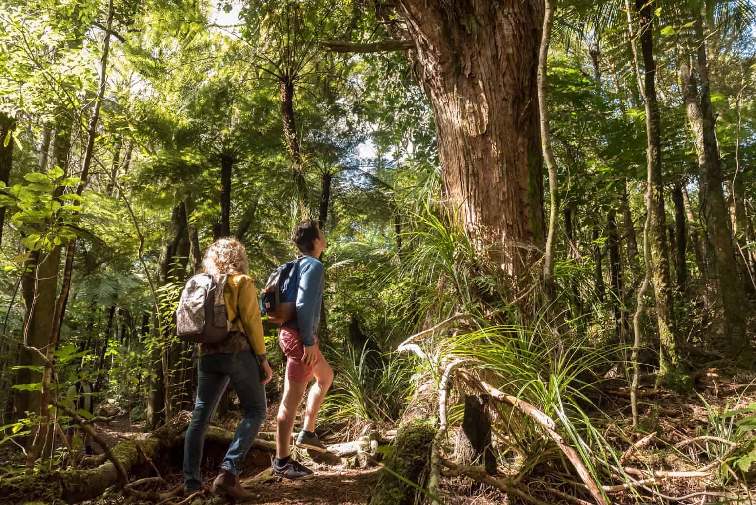 forest-walks-bay-of-islands-kauri-feature-1 | Must Do New Zealand | Must Do New Zealand