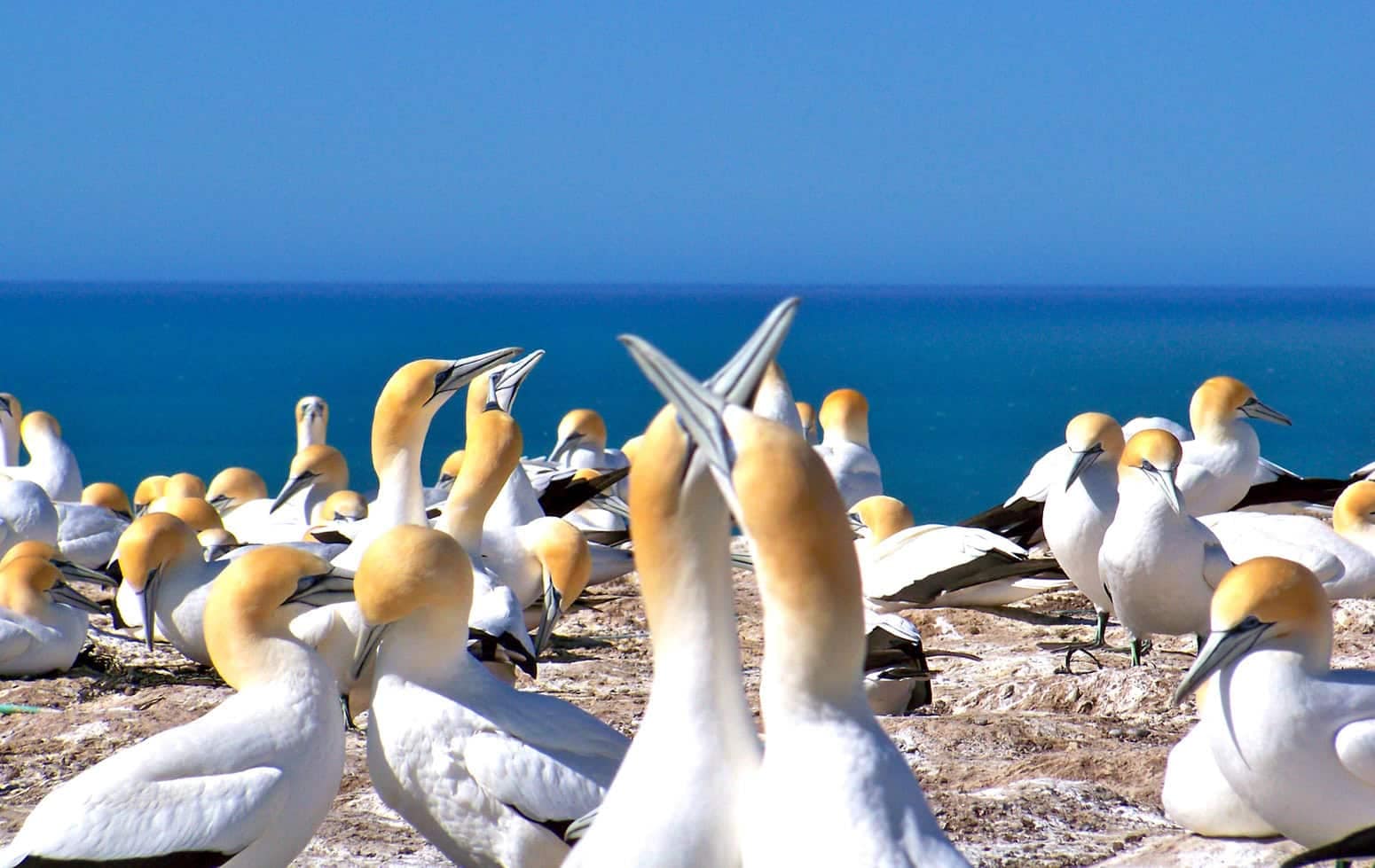 Gannet-colony-tours-cape-kidnappers-15 | Must Do New Zealand | Must Do New Zealand