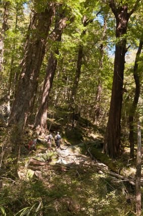 Routeburn-Track-en-route-to-Routeburn-Falls-Hut-5 | Must Do New Zealand Routeburn-Track-en-route-to-Routeburn-Falls-Hut-5