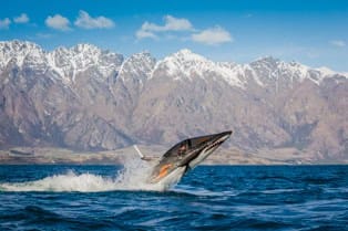 hydro-attack-queenstown-submersible-shark-ride-menu-1 | Must Do New Zealand