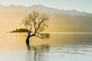 The One Tree | Must Do New Zealand