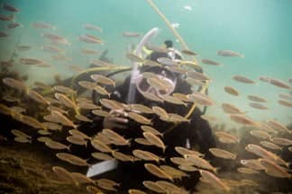 Goat-Island-scuba-dive-snorkel-trips-Leigh-Aukland-22 | Must Do New Zealand
