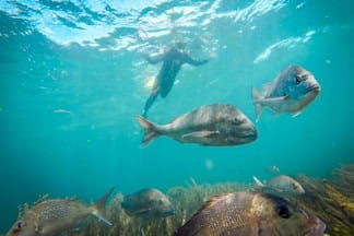 Goat-Island-scuba-dive-snorkel-trips-Leigh-Aukland-28 | Must Do New Zealand