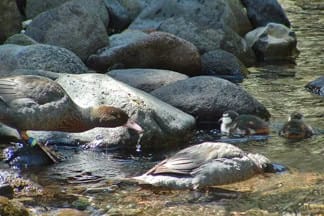 tongariro-river-rafting-taupo-taurangi-menu-5 | Must Do New Zealand