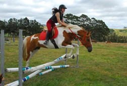 Kates Horse Riding Centre kerikeri -Horse on jumps Kates Horse Riding Centre kerikeri -Horse on jumps
